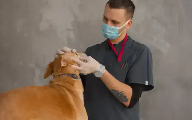Ukážka webu pre veterinu